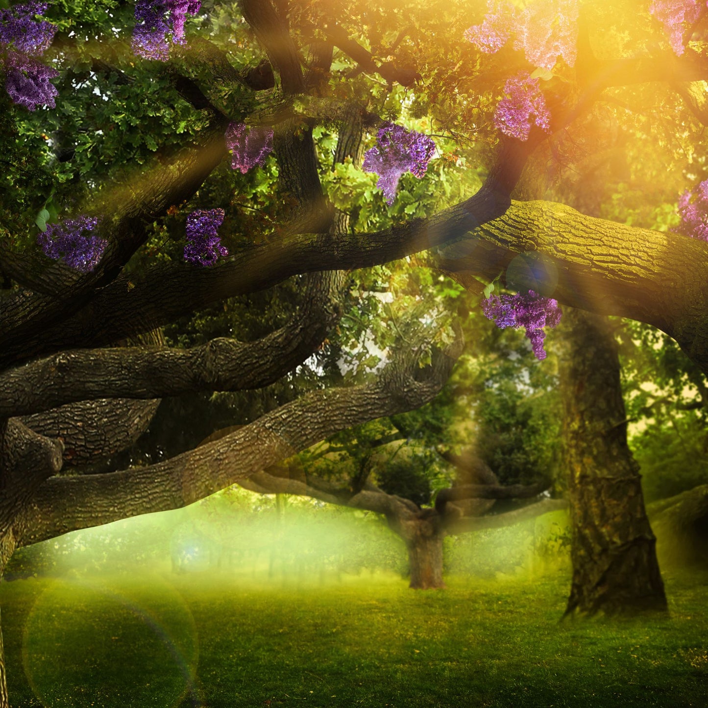 ric n'gus candles enchanted forest botanical scented wax melts 2